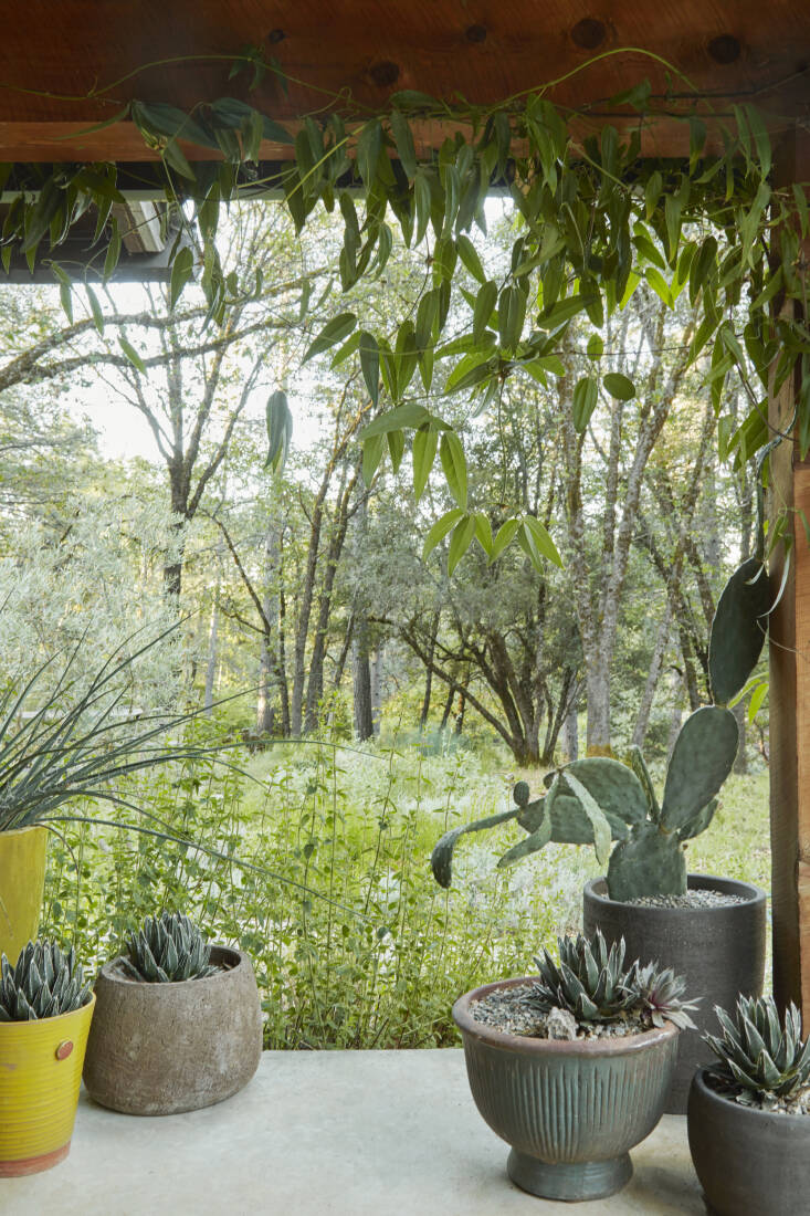 Caitlin decorates her porch with pots purchased from Flora Grubb Gardens in San Francisco. Agave &#8216;porcupine&#8217; fills most of them, while a Clematis armandii vine frames her forest view.